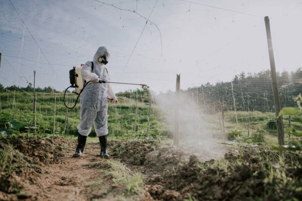 Best Pest Removal Services  in Belle, MO