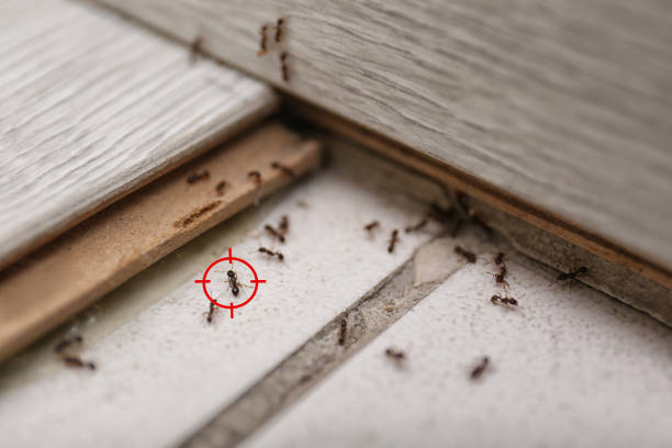 Best Best Pest Control Companies  in Belle, MO