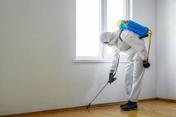 Best Mosquito Control Services  in Belle, MO