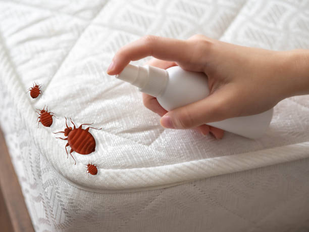 Best Bed Bug Extermination  in Belle, MO
