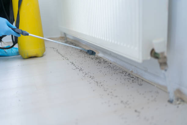 Best Cockroach Control Services  in Belle, MO