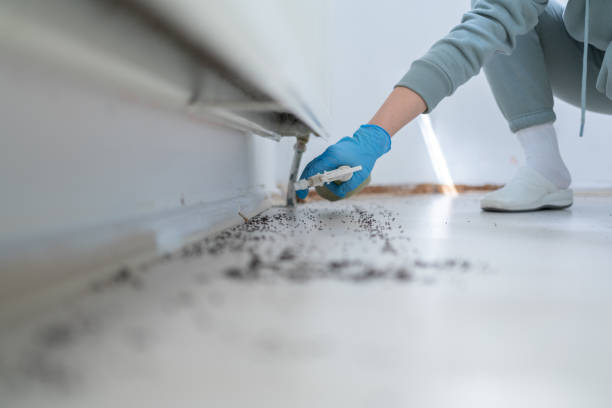 Best Insect Control  in Belle, MO